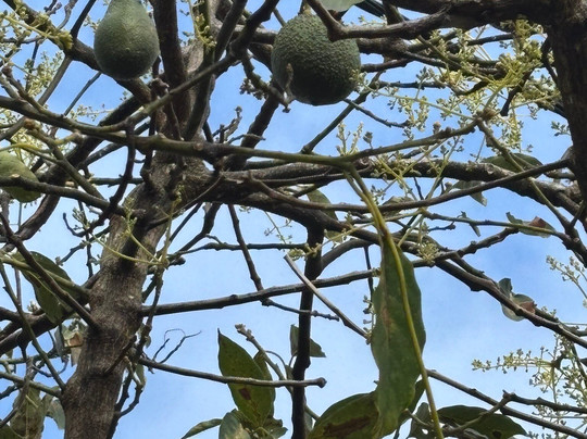 Madeira Free Spirit walks-沙尔必去景点