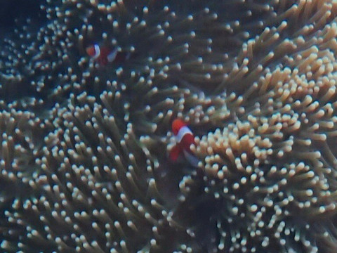 菲国海洋探索潜水中心-岛印必去景点