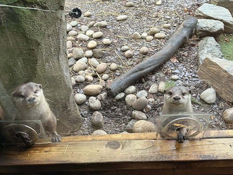 Exotic Zoo Wildlife Park + Natural History & Dino Museum-特尔福德必去景点