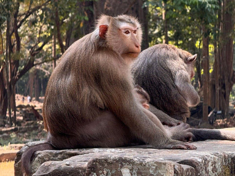 Best Siem Reap Tuk Tuk-暹粒必去景点