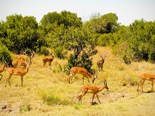 Kampur Travel Diaries-内罗毕必去景点