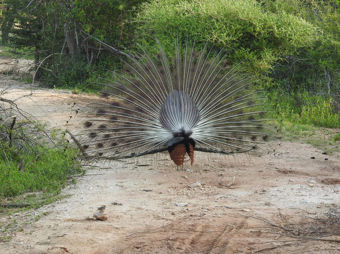 Ceylon Vacay Vibes-加勒必去景点