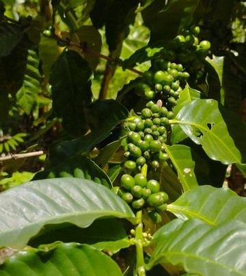 Trilha do Cafe - Sítio Aguas Finas-Guaramiranga必去景点