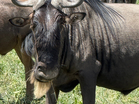 East Safari Tours-阿鲁沙必去景点