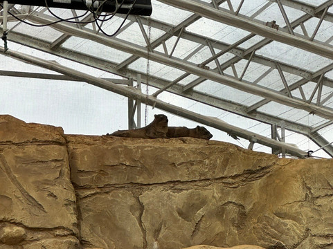 Marwell Zoo-温彻斯特必去景点