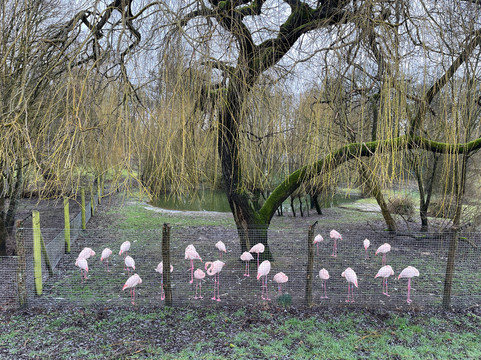 Marwell Zoo-温彻斯特必去景点