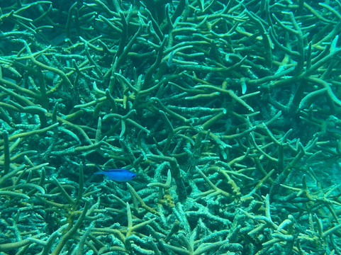 1000 Steps-博奈尔岛必去景点