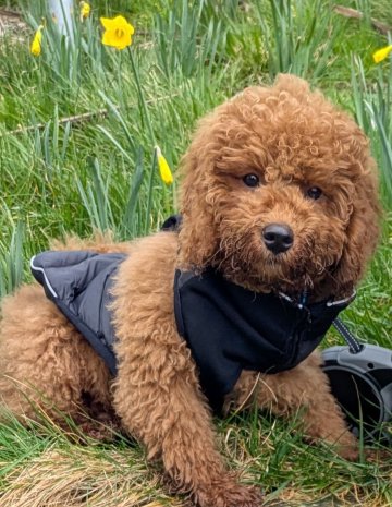 萨伏伊酒店乡村旅馆-官方