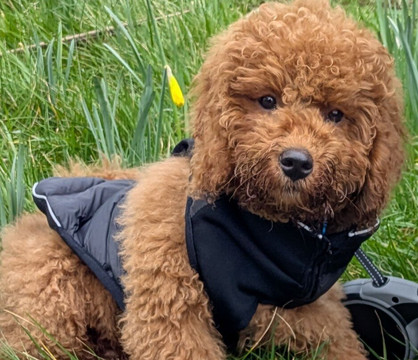 萨伏伊酒店乡村旅馆主图