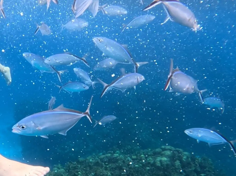 Columbia Reef-考祖梅必去景点