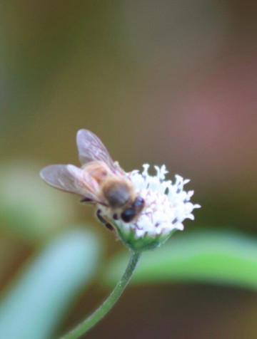 McKee Botanical Garden-维罗海滩必去景点