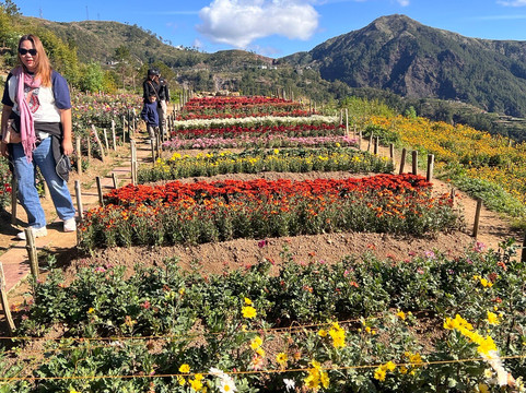 Northern Blossom Flower Farm-Atok必去景点