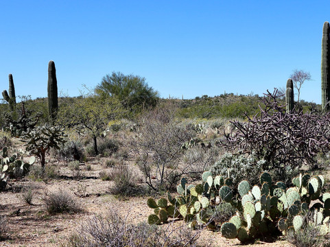 Cactus Forest Drive-图森必去景点
