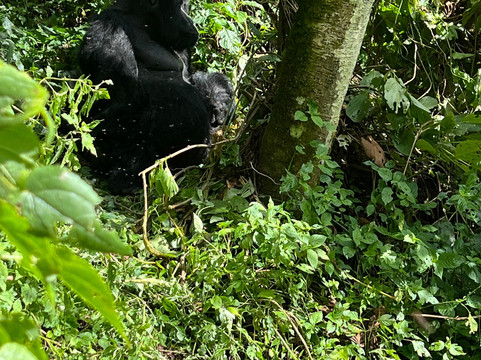 Kisoro Tours Uganda-坎帕拉必去景点