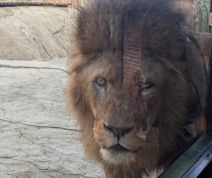Colchester Zoo-科尔切斯特必去景点