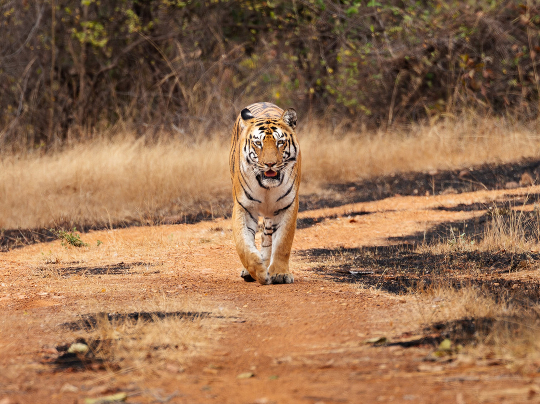 Olsen Photo Tours - Wildlife Experiences-Porto Jofre必去景点