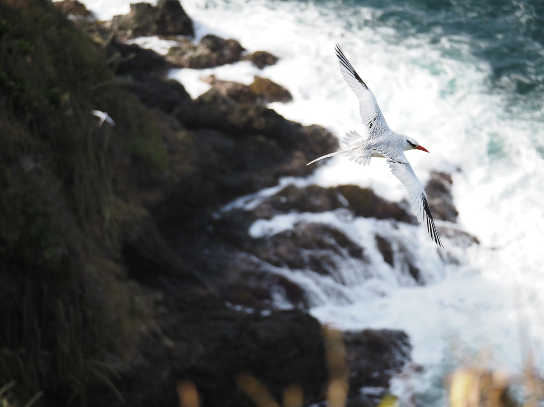 Unique Tours Tobago -Tours-斯卡伯勒必去景点