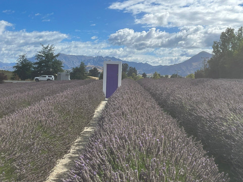 瓦纳卡薰衣草农场-瓦纳卡必去景点