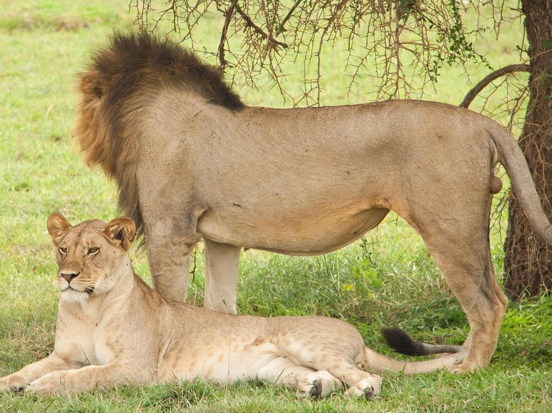 Amazing Kenya Safari