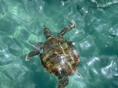 Playa Piskado/Playa Grandi-Sabana Westpunt必去景点