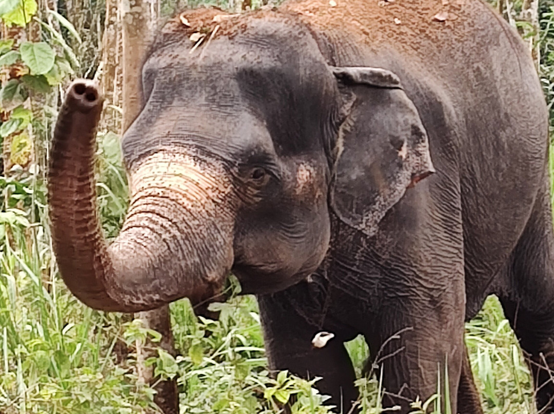 Elephant Care Relief-凯格勒 必去景点
