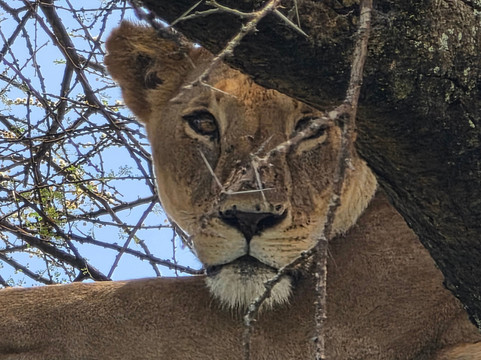 The Luna Safari Collection-阿鲁沙必去景点