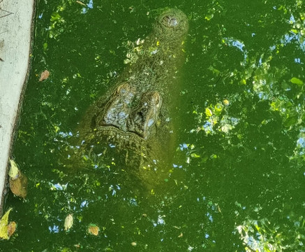 Zanzibar Kilosas Conservation-孥归必去景点