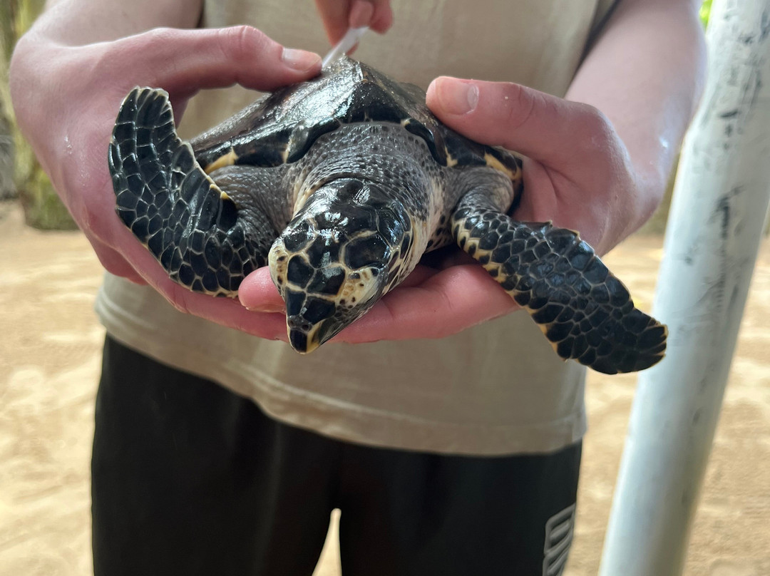 Galbokka Sea Turtle Hatchery-科斯戈德必去景点