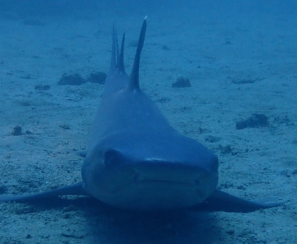 Caño Divers-德雷克湾必去景点