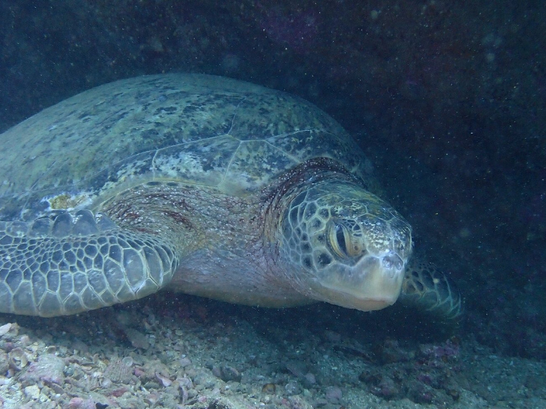 Caño Divers-德雷克湾必去景点
