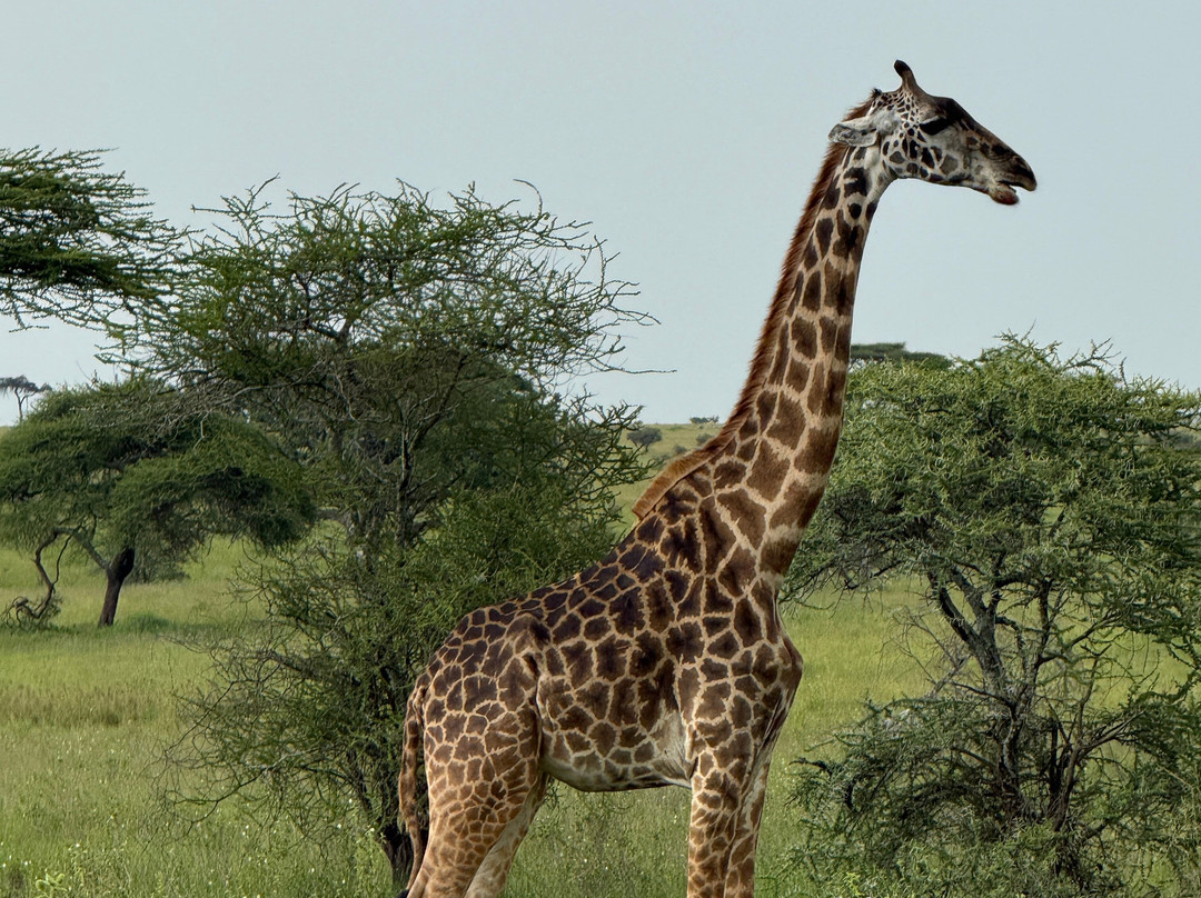 Utopia safaris-阿鲁沙必去景点