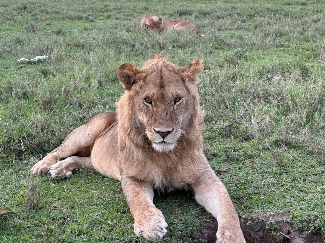 Utopia safaris-阿鲁沙必去景点