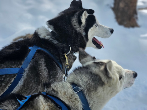 Good Times Adventures-布雷肯里奇必去景点