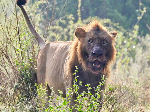 Africa Safari Trips-内罗毕必去景点