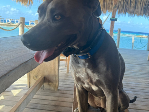 Flamingo Diving Bonaire-Belnem必去景点
