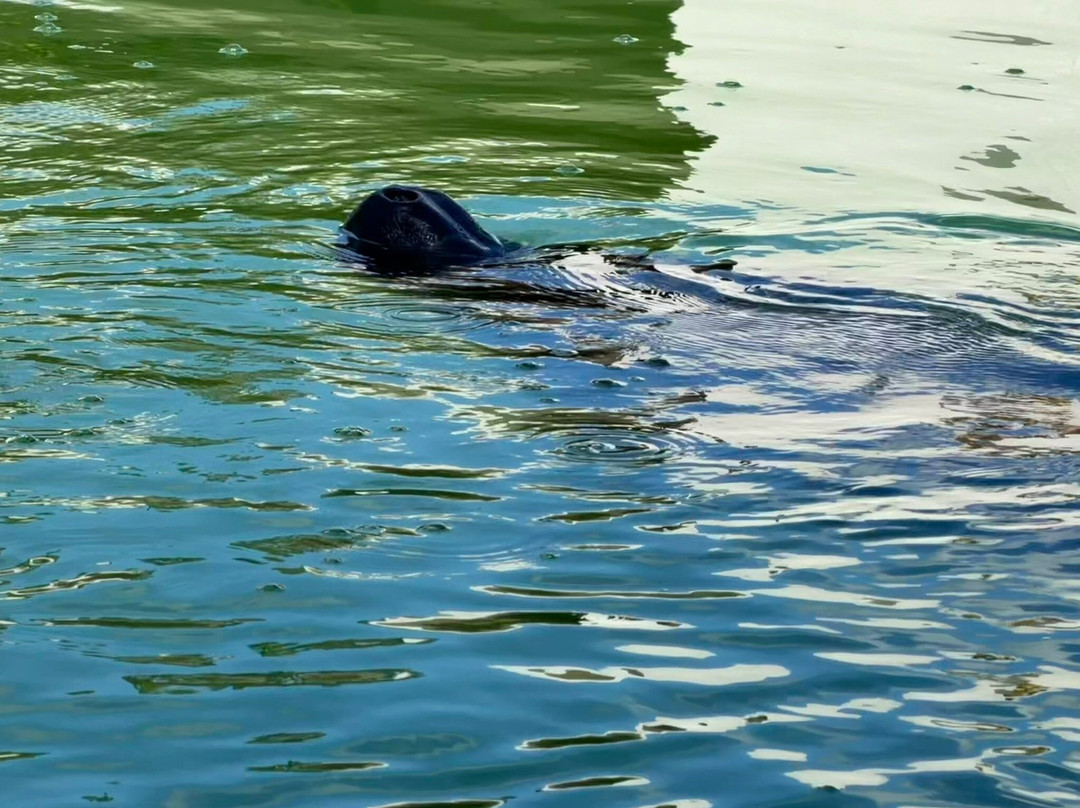 Centro de Conservación de Manatíes de Puerto Rico-Bayamon必去景点