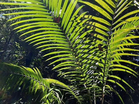 Cascade aux Ecrevisses-Parc National必去景点