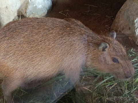 Nha Trang Snake Show-芽庄必去景点