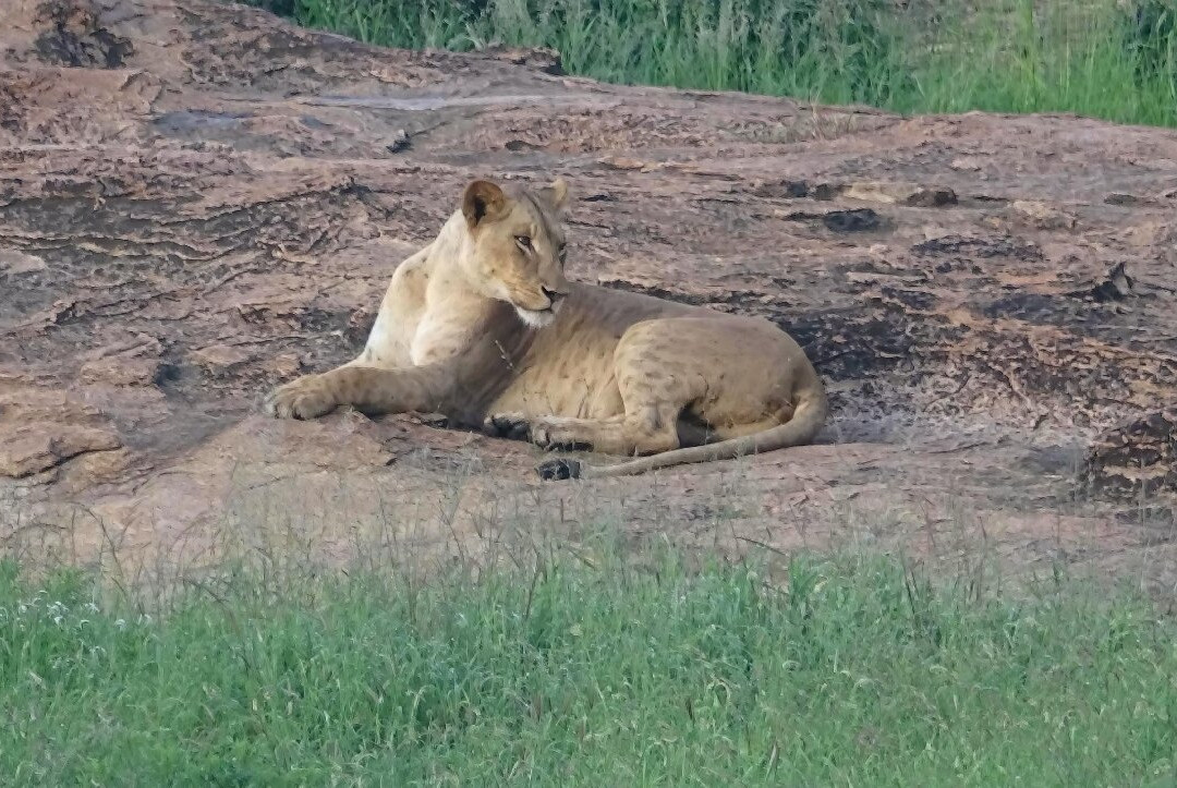 Safari Kenya Plus - Private Day Tour-马林地必去景点