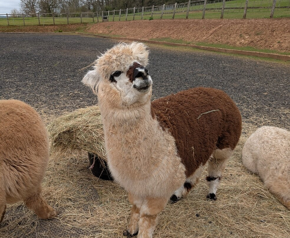 Stoke Wood Alpacas-汤顿必去景点
