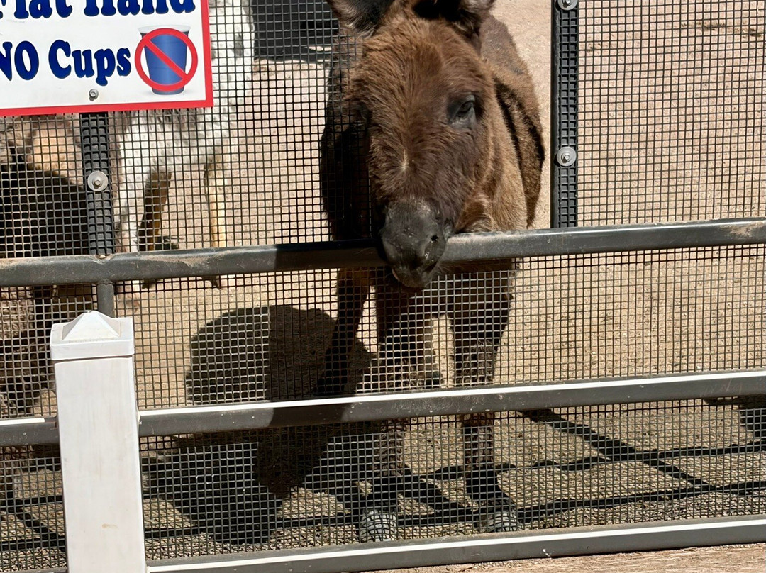 Rooster Cogburn Ostrich Ranch-Picacho必去景点