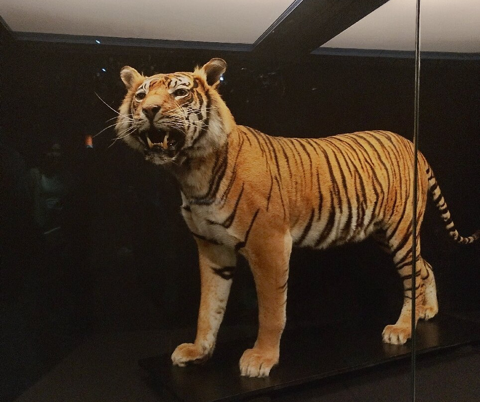 Museum of Cardiff-卡迪夫必去景点