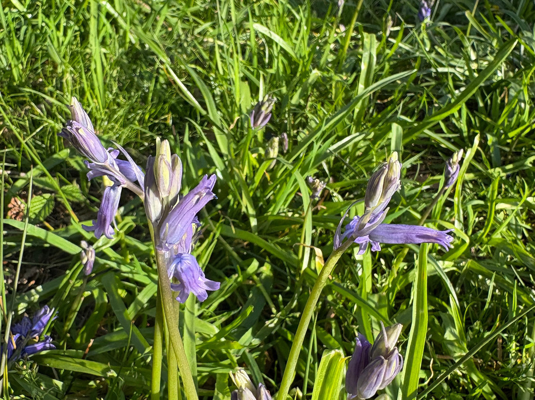 Gilly's Disc Golf-Snitterfield必去景点