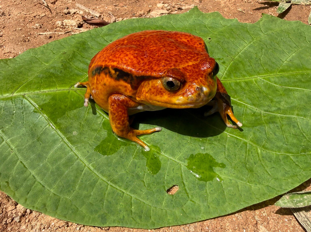 Reserve Peyrieras Madagascar Exotic-Marozevo必去景点