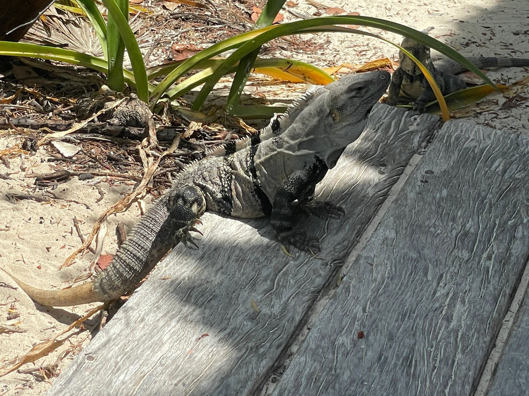 Isla Contoy National Park-Isla Contoy必去景点