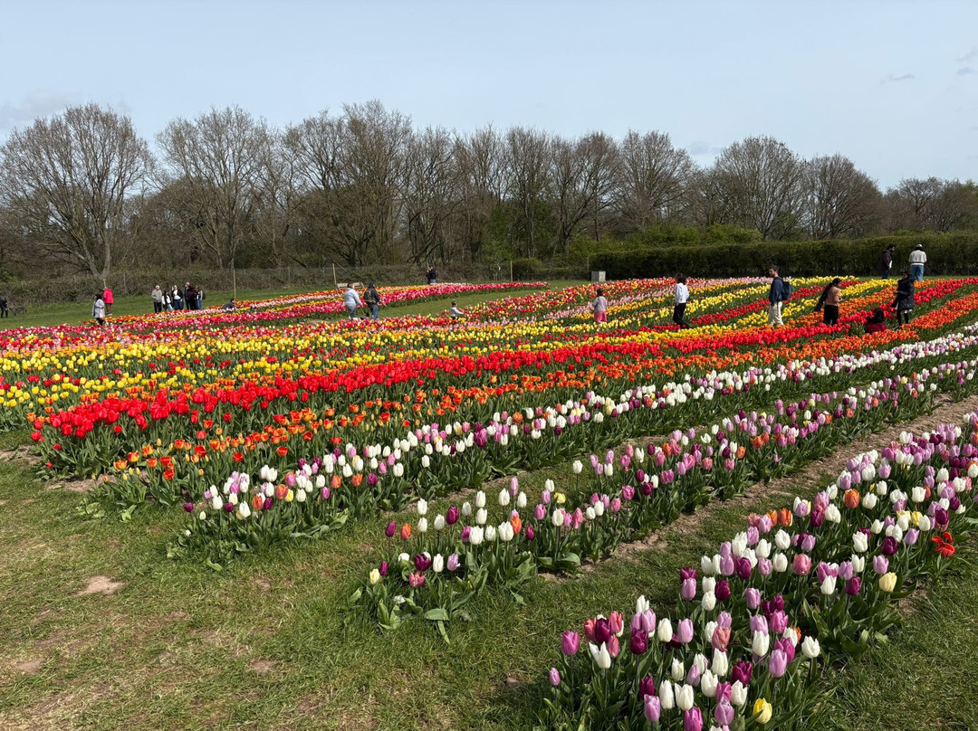 Tulleys Tulip Garden - Warwickshire-沃里克必去景点
