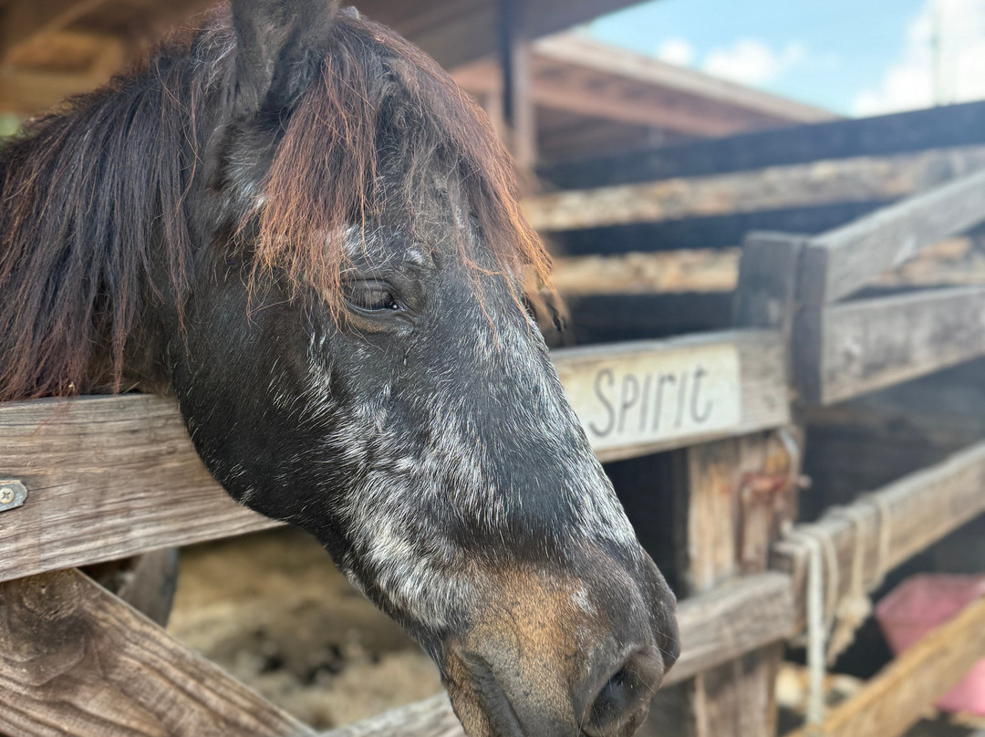 Provo Ponies-Long Bay Hills必去景点