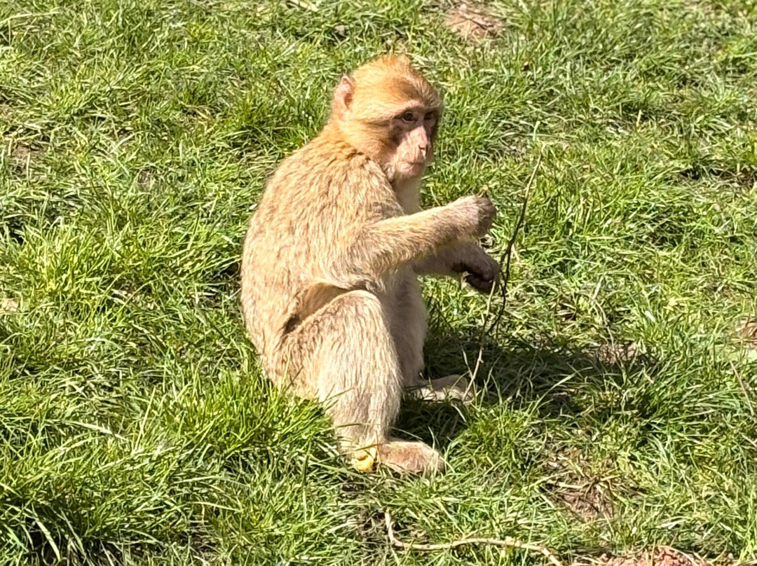Trentham Monkey Forest-特伦特河畔斯托克必去景点