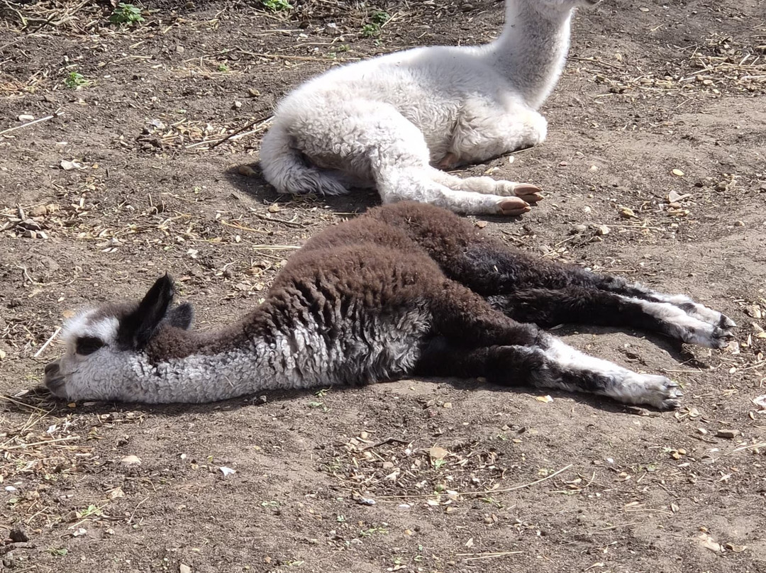Baylham House Rare Breeds Farm-伊普斯威奇必去景点