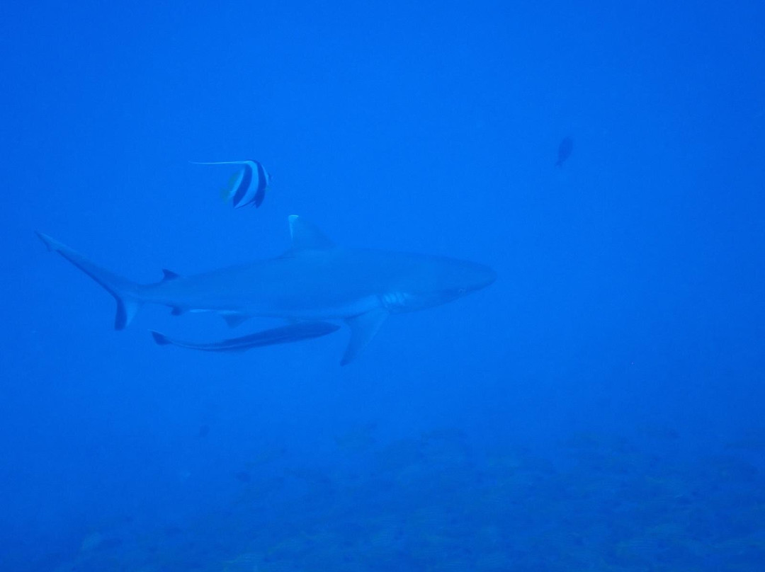 Euro-Divers LUX South Ari Atoll-南阿里环礁必去景点